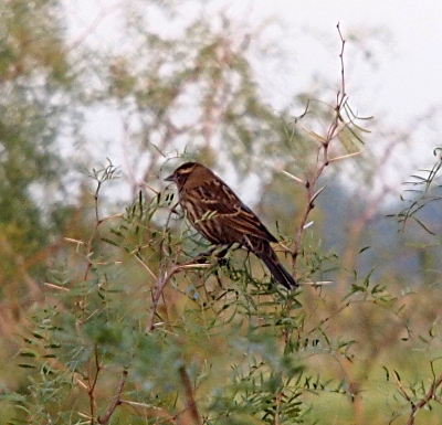 [A medium perching bird with a brown and tan striped belly and brown with white highlights on the edges of its wing and tail feathers as well as on its head. It's a variegated brown-white image atop some field vegetation.]